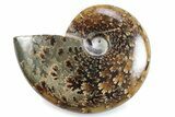 Polished Ammonite (Cleoniceras) Fossil - Madagascar #364954-1